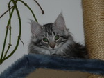 Katze Arwen 4 Monate alt.